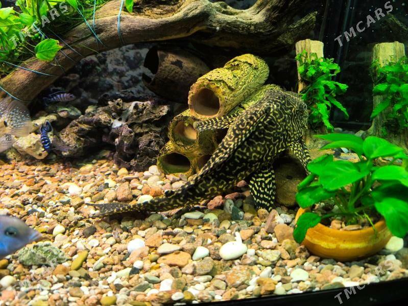 Som porchowyy 30 sm - ул. Подвойского (Битарап Туркменистан шаёлы) - img 1