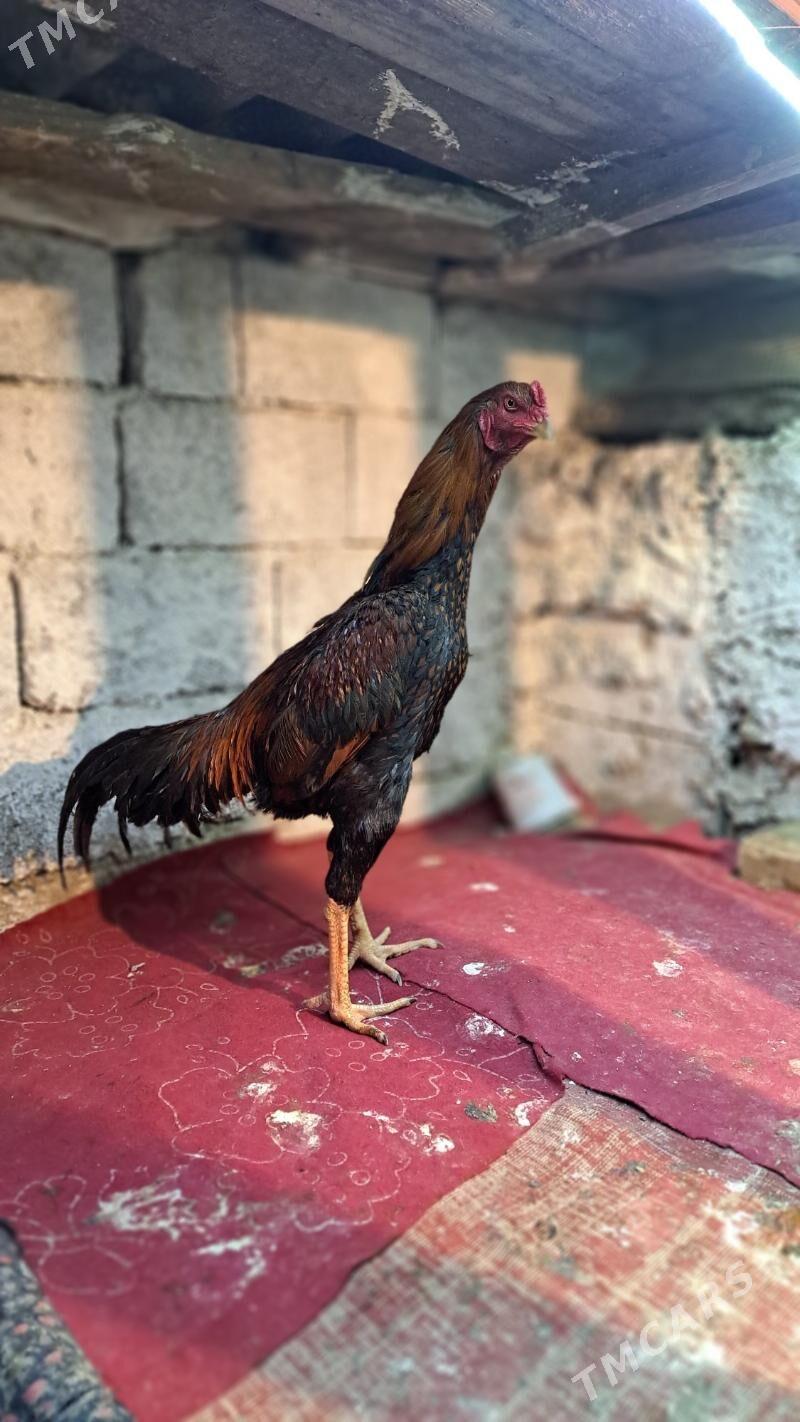 Taşgent horaz - Багир - img 1