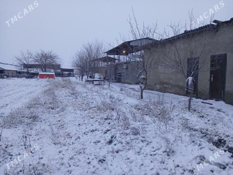 Garawul - Ýaşlyk - img 1