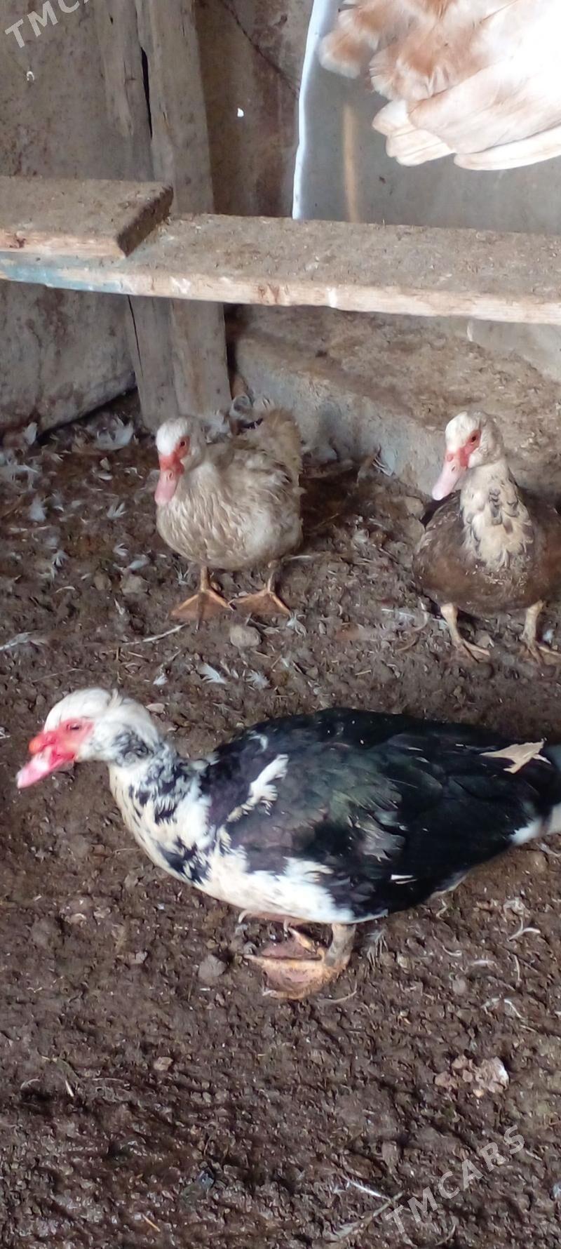 индевутга газ - Ak bugdaý etraby - img 1