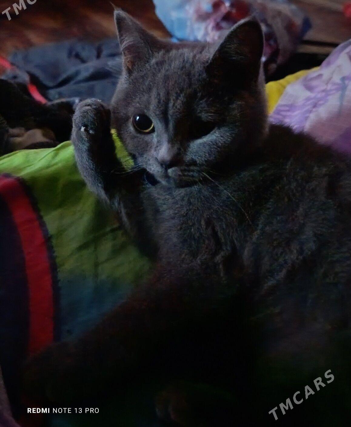 Котенок - Parahat 3 - img 1