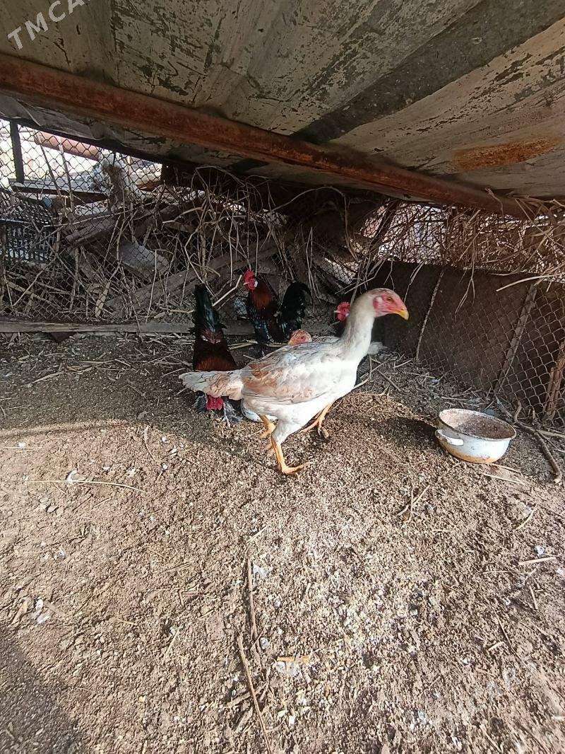 towuk horaz - Sakar - img 1