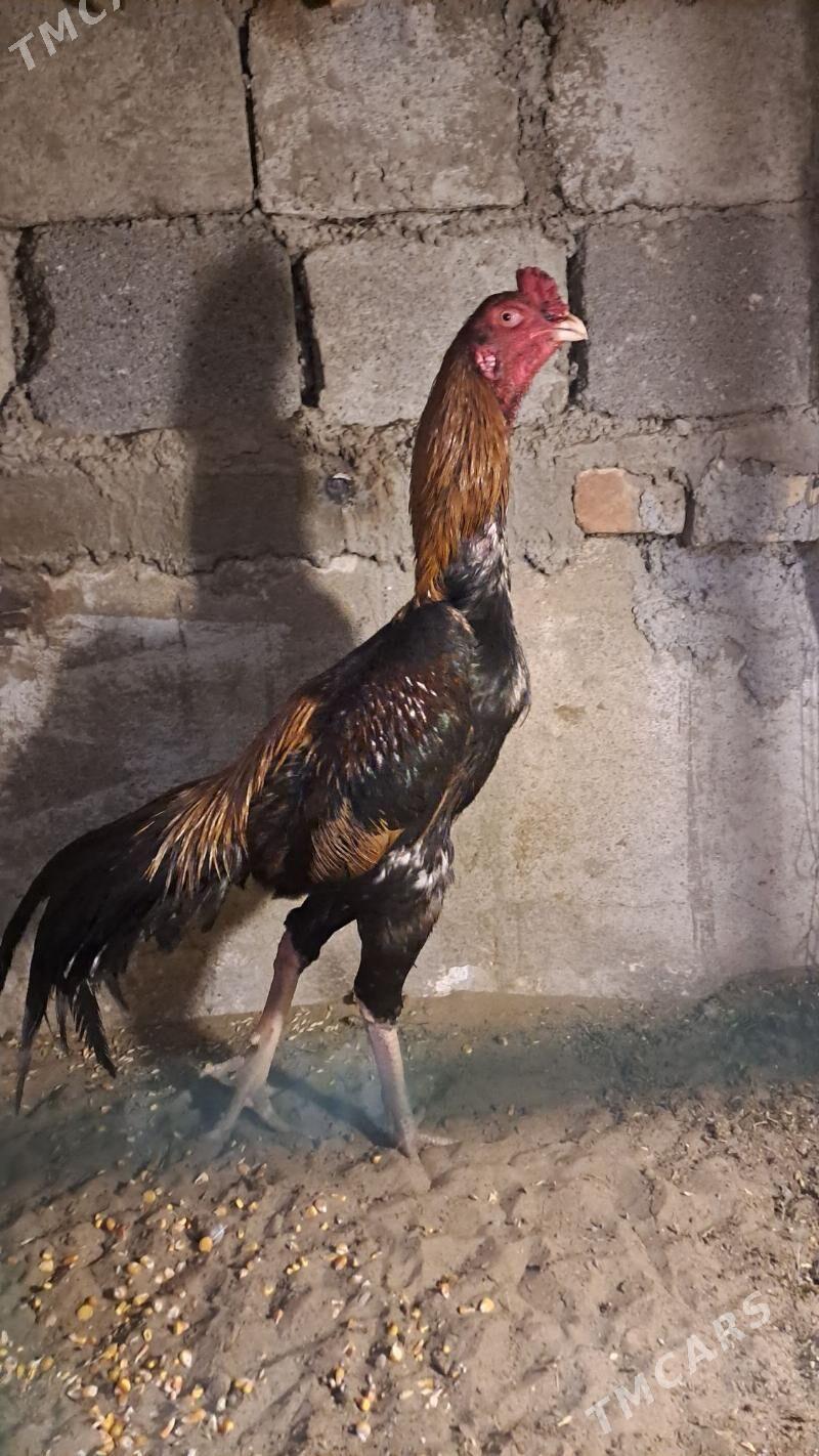 Taskent jüỳje - Бузмеин - img 1