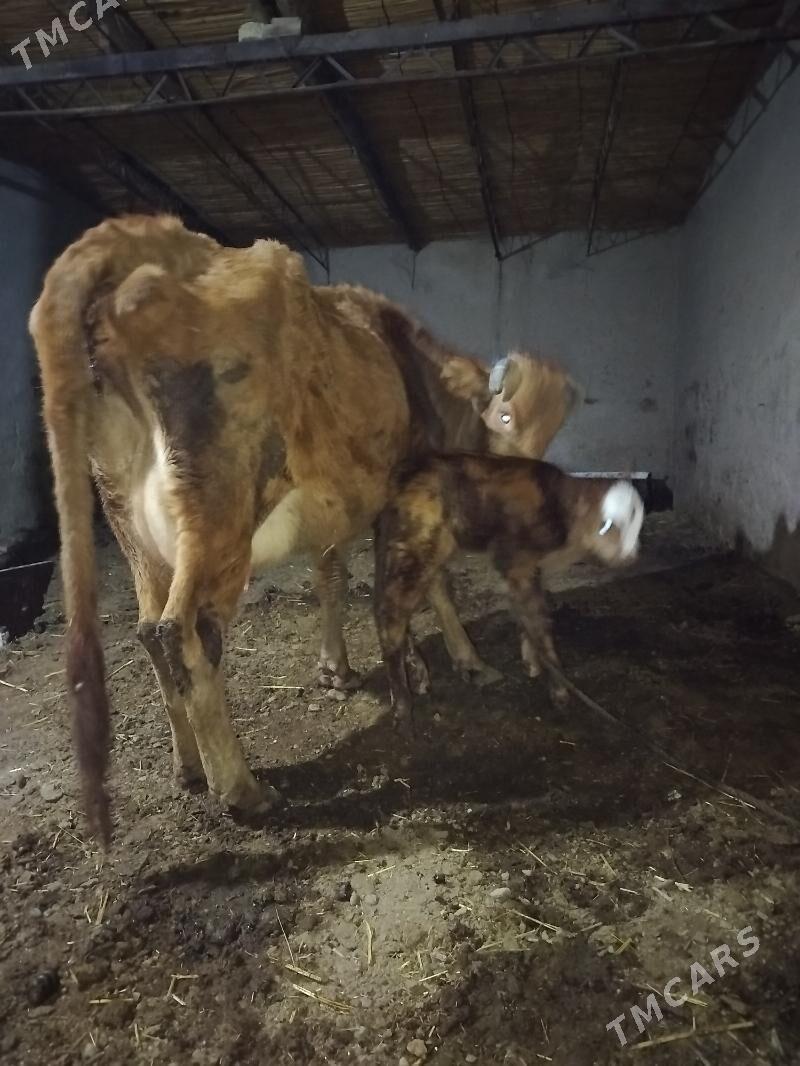 goleli sygyr - Байрамали - img 1