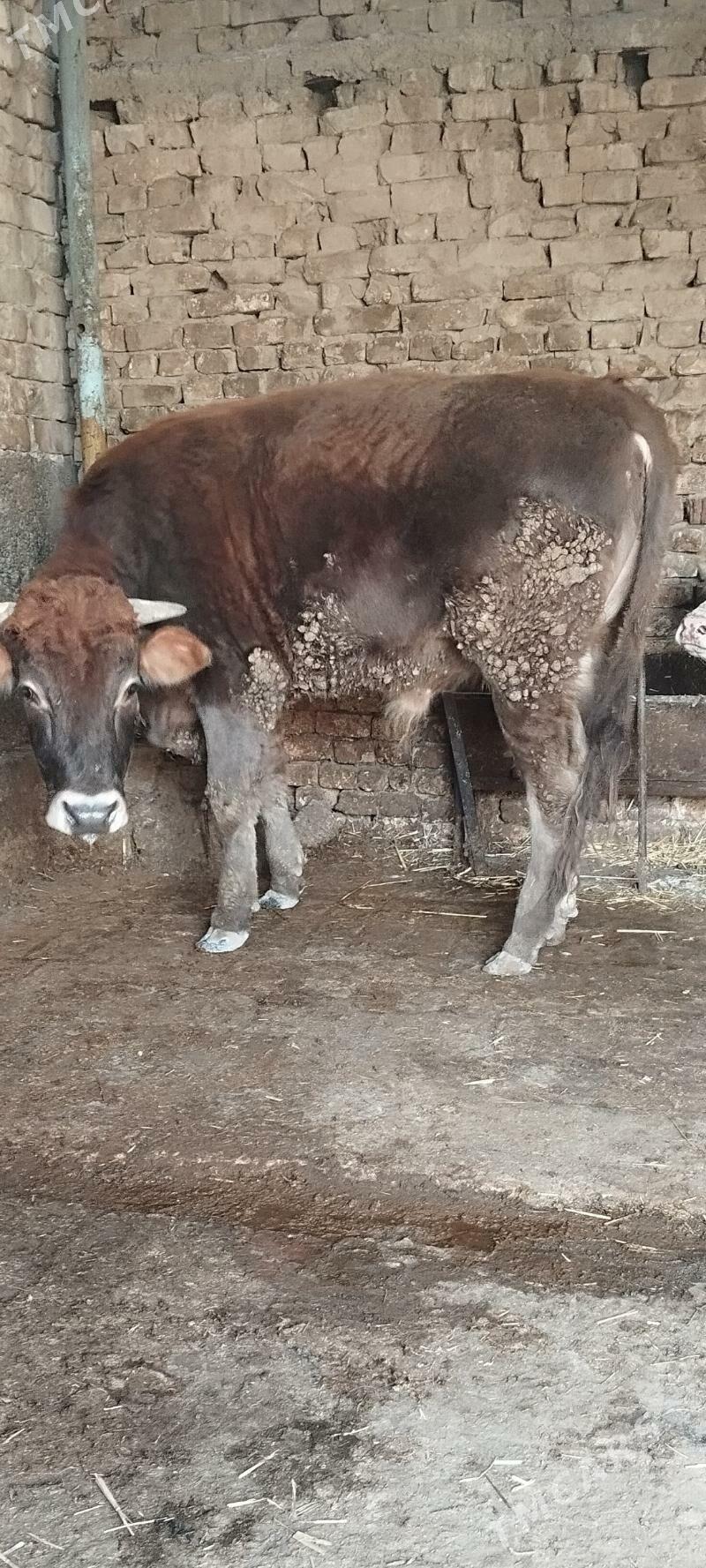 baklan okuz 2 yasap gecen - Aşgabat - img 1