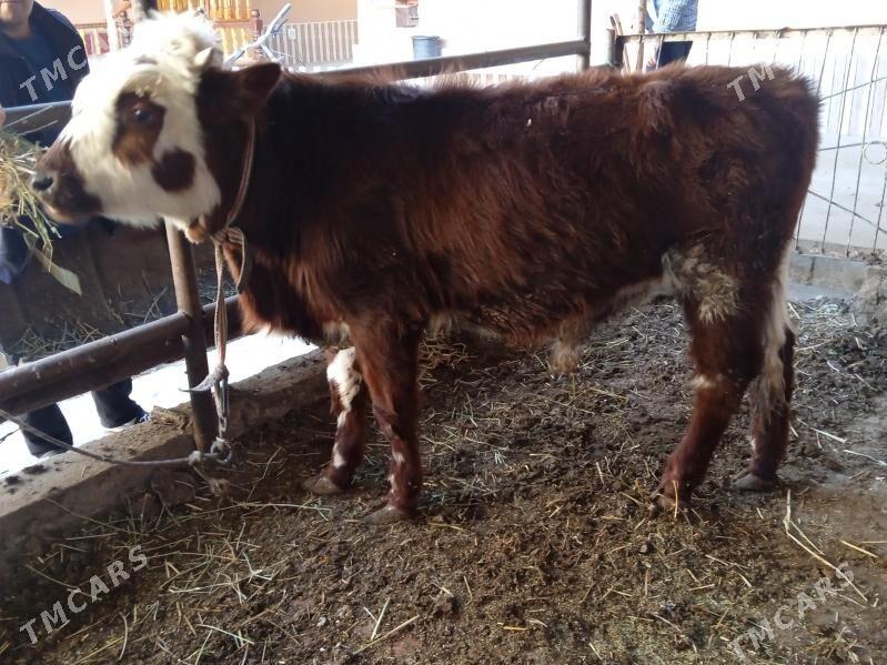 öküz - Türkmenabat - img 1