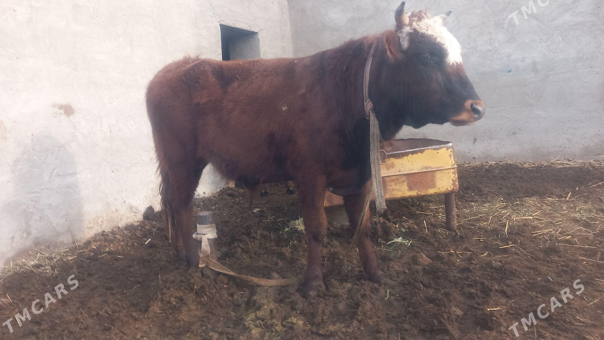 okuz.gulajyn.bakym - Wekilbazar - img 1