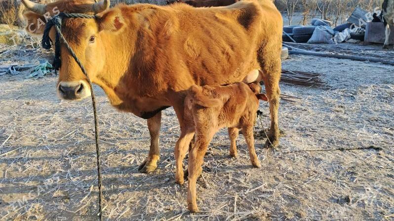 Goleli sygyr - Фарап - img 1