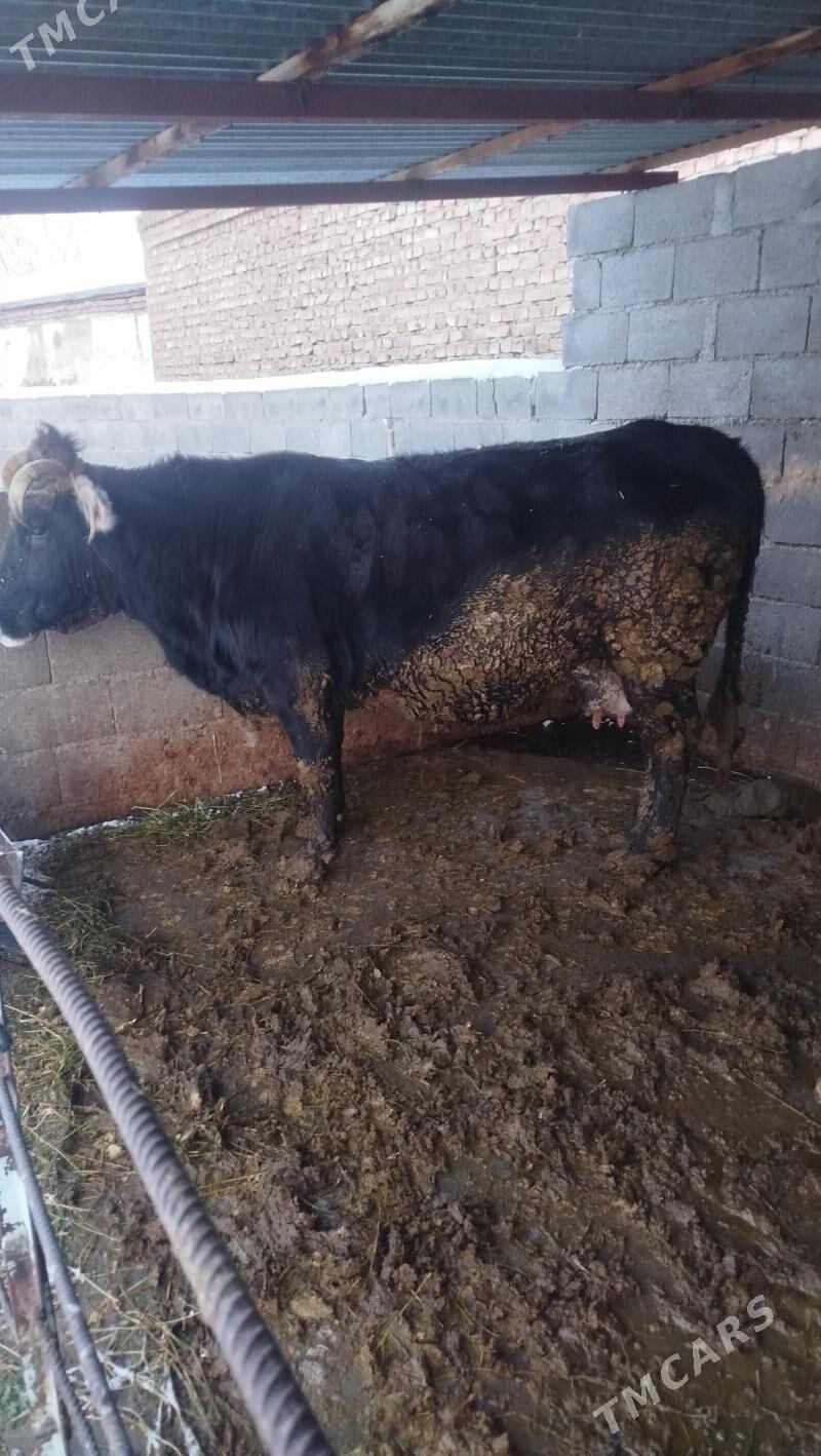 Sygyr - Bäherden - img 1