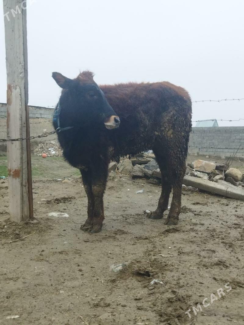 tüwe - Ак-Бугдайский этрап - img 1