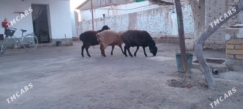 Koçkar we koyunlar - Туркменабат - img 1