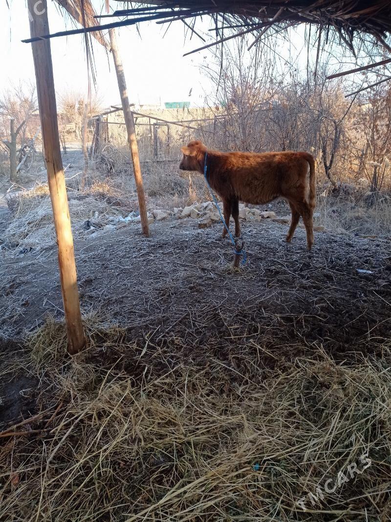 unajin - Farap - img 1