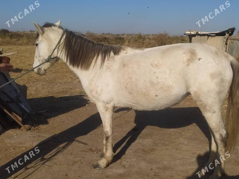 ак гущ ахалтеке ат - Sakar - img 1