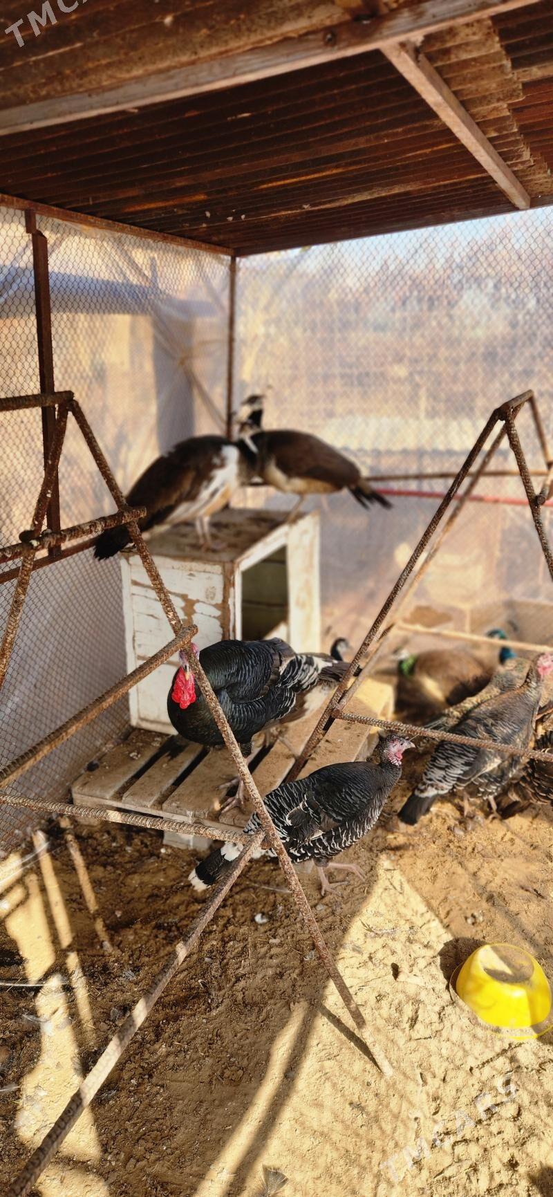 tawus - Çoganly - img 1