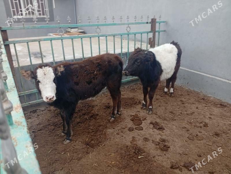 голе - Türkmenbaşy - img 1