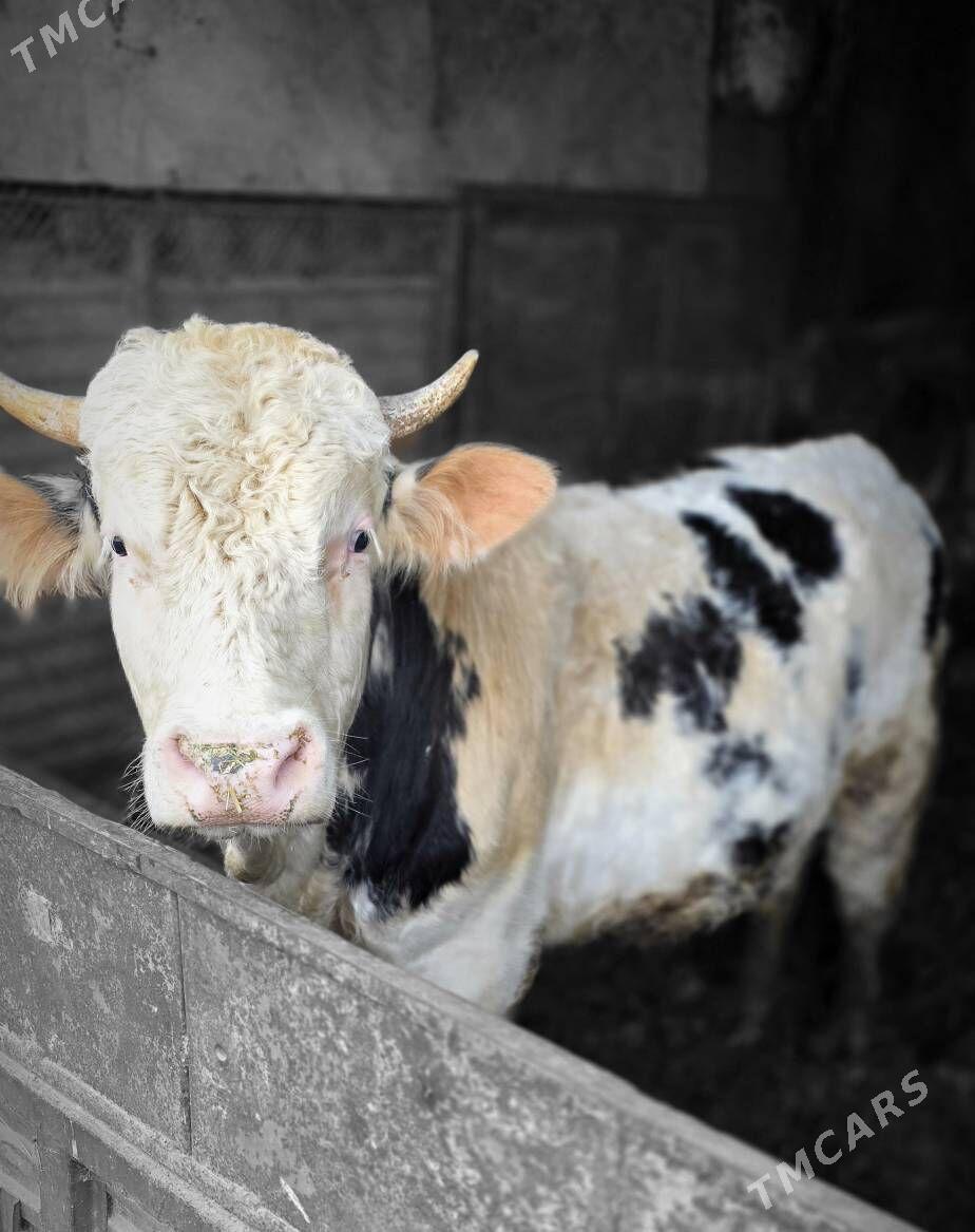 Okuz - Bäherden - img 1