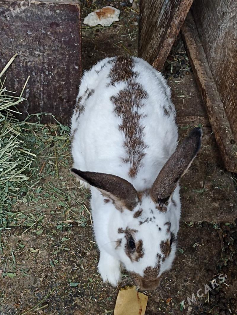 TOWSANLAR BAR - Бахарден - img 1