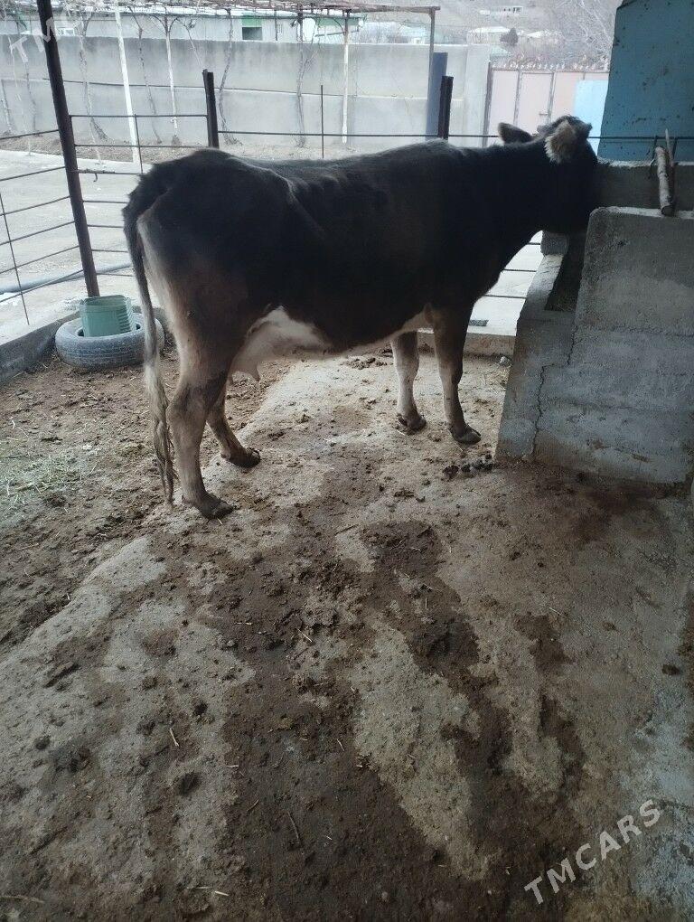 göleli sygyr - Бахарден - img 1