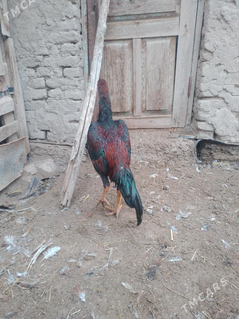 baysok - Сакарчага - img 1