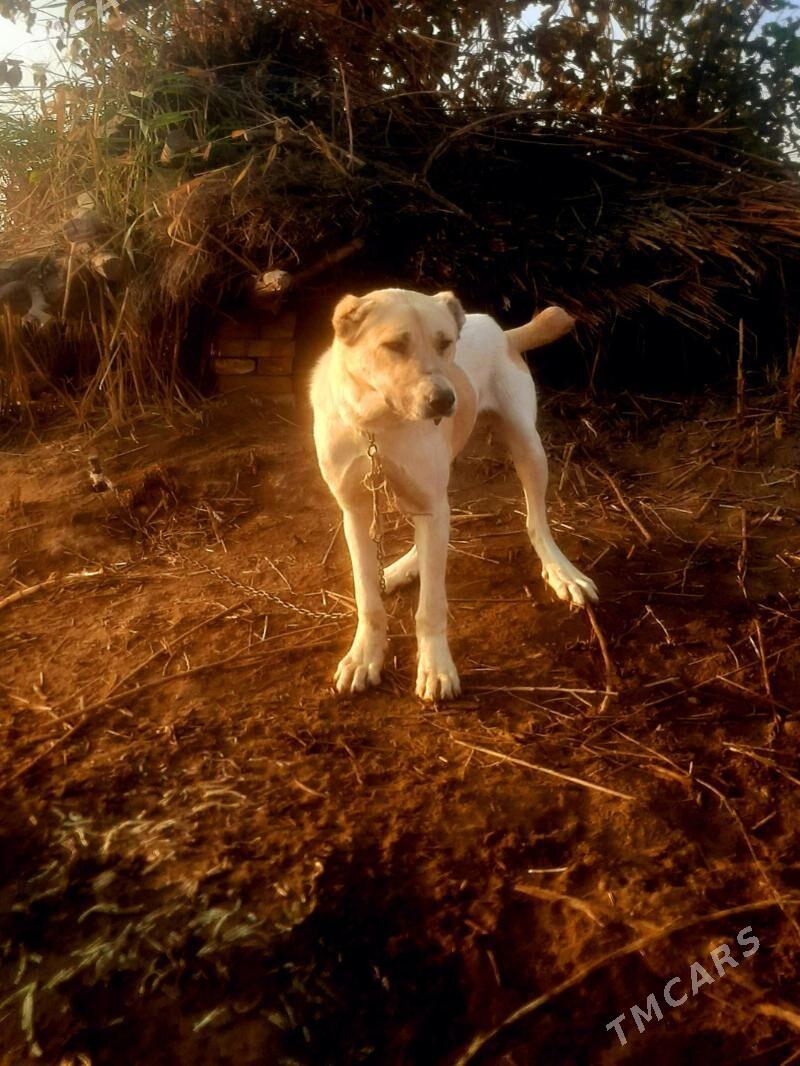 аждар - Чарджоу - img 1