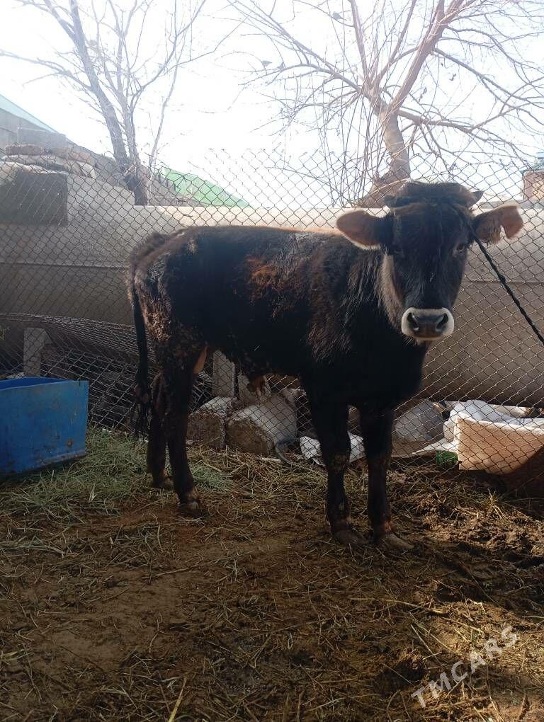 okiz - Çoganly - img 1