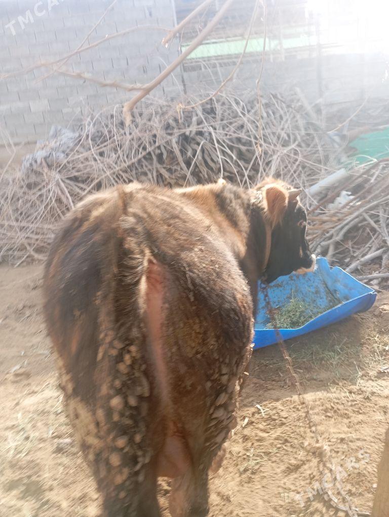 okiz - Чоганлы - img 1