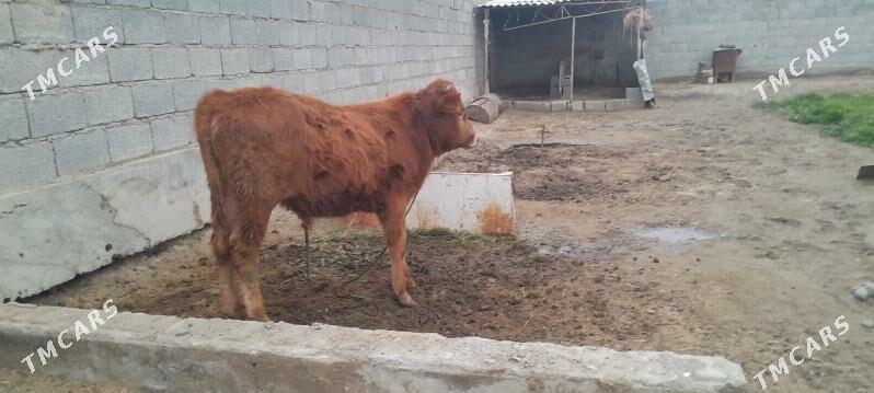 okuz - Bäherden - img 1