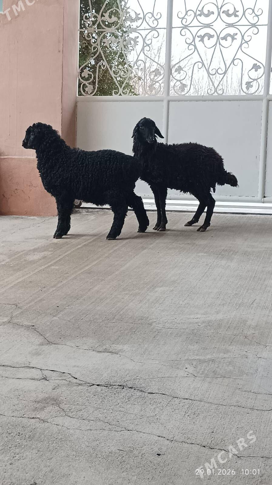 tokly garakol - Aşgabat - img 1