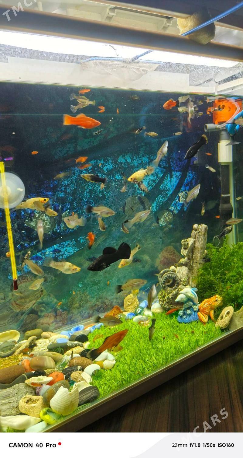 рыбки - Мир 7 - img 1