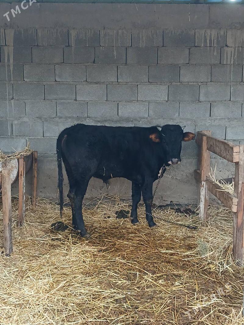 OKUZ - Gökdepe - img 1