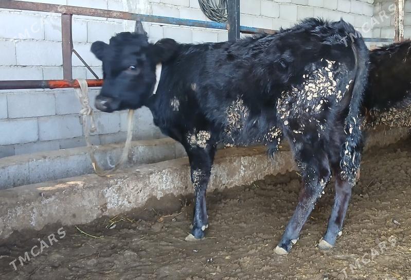 ŞWES ÖKÜZÇE - Бузмеин - img 1