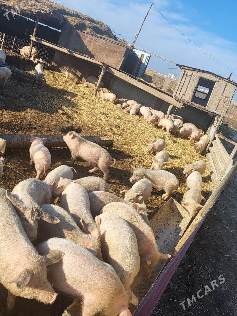 donuz - Туркменабат - img 1