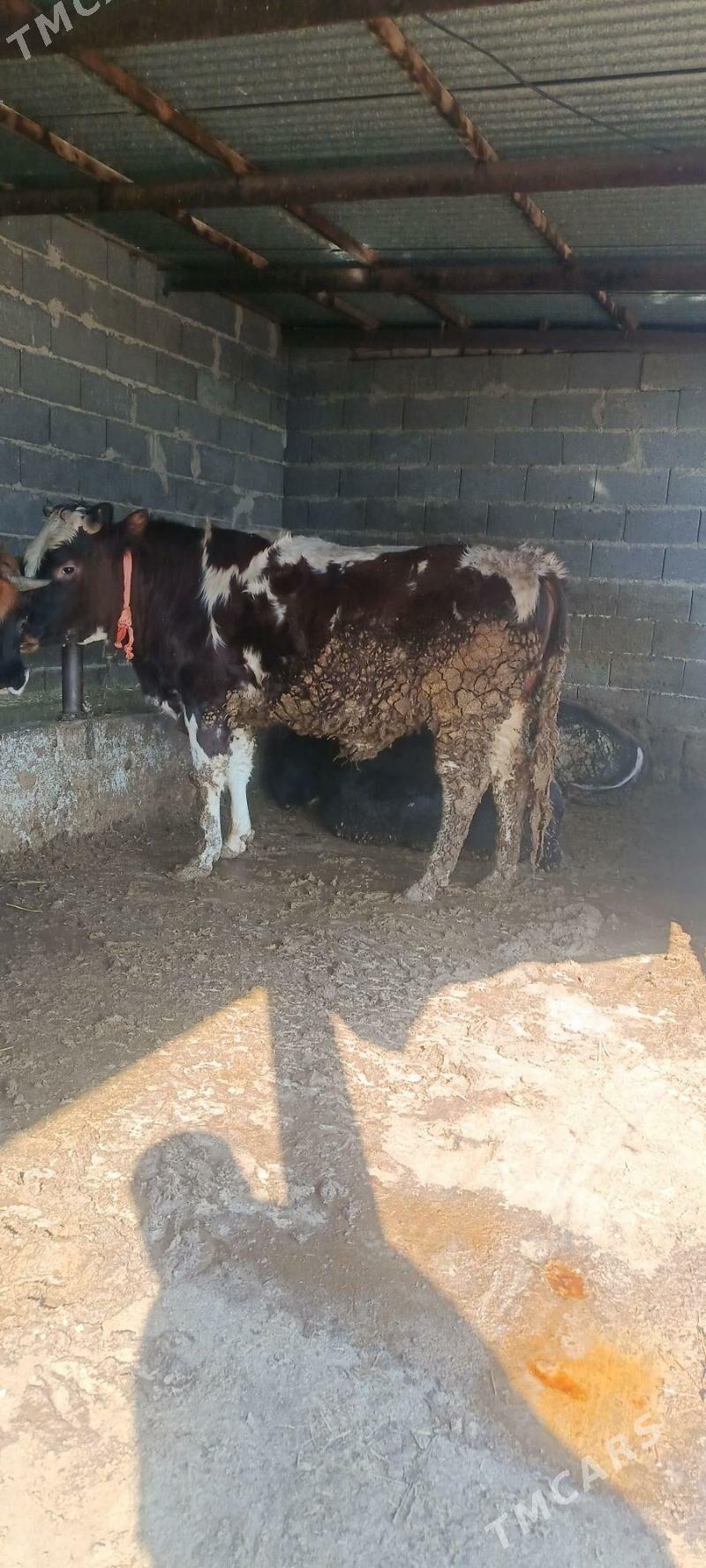 okuz baklan - Бахарден - img 1