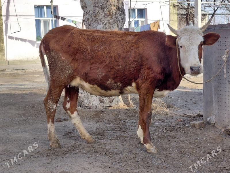 bogaz sygyr - Bagyr - img 1