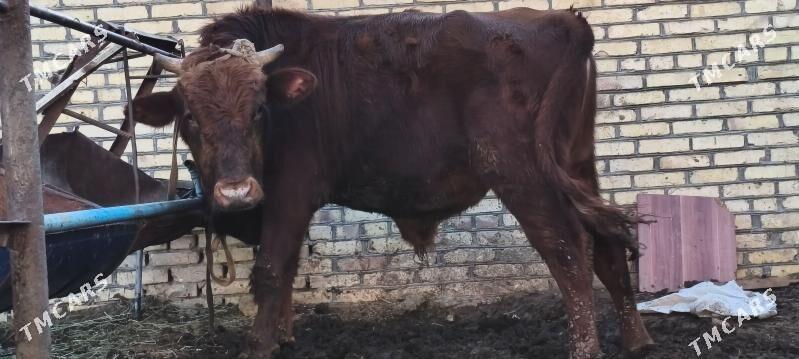 Okoz we gulajun - Mary - img 1