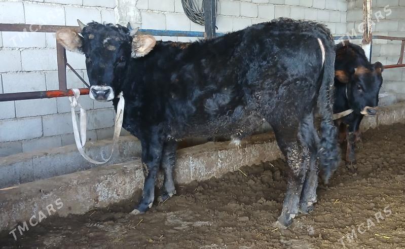 ŞWES ÖKÜZÇE - Бузмеин - img 1