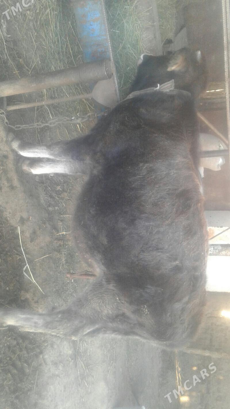 öküz - Sakarçäge - img 1