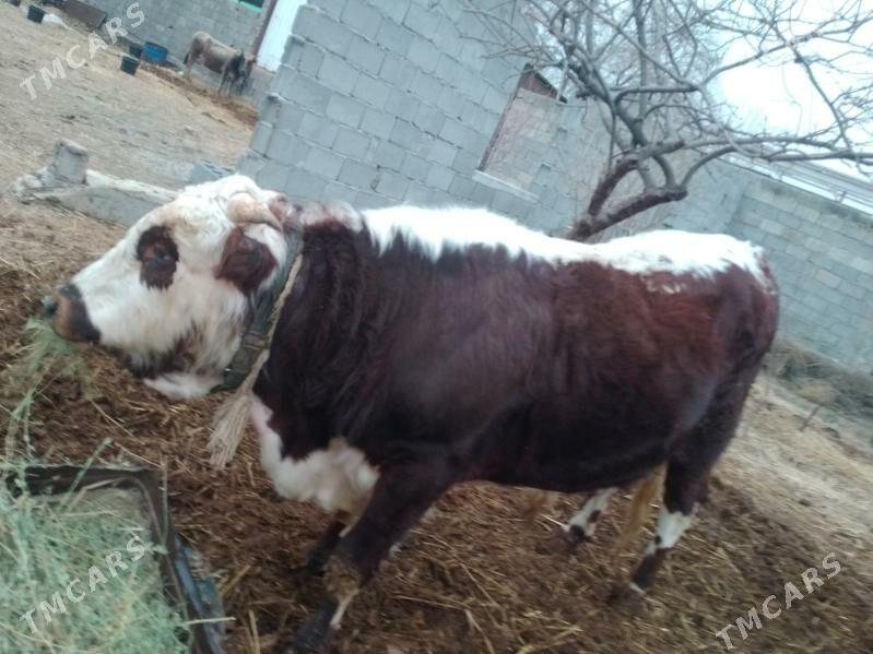 Gibrit Okiz - Änew - img 1