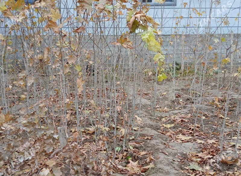 çynar agajy - Ашхабад - img 1