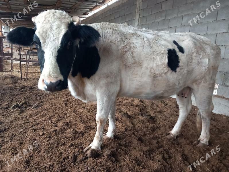 Sygyr bogaz - Büzmeýin - img 1