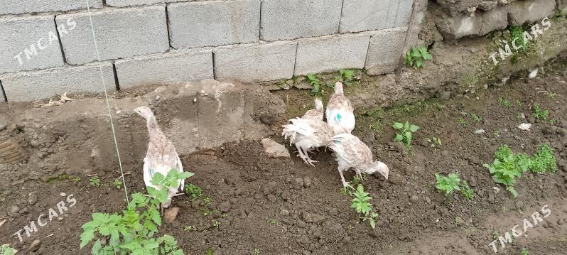 İnduk jüje owgan - Бузмеин - img 1