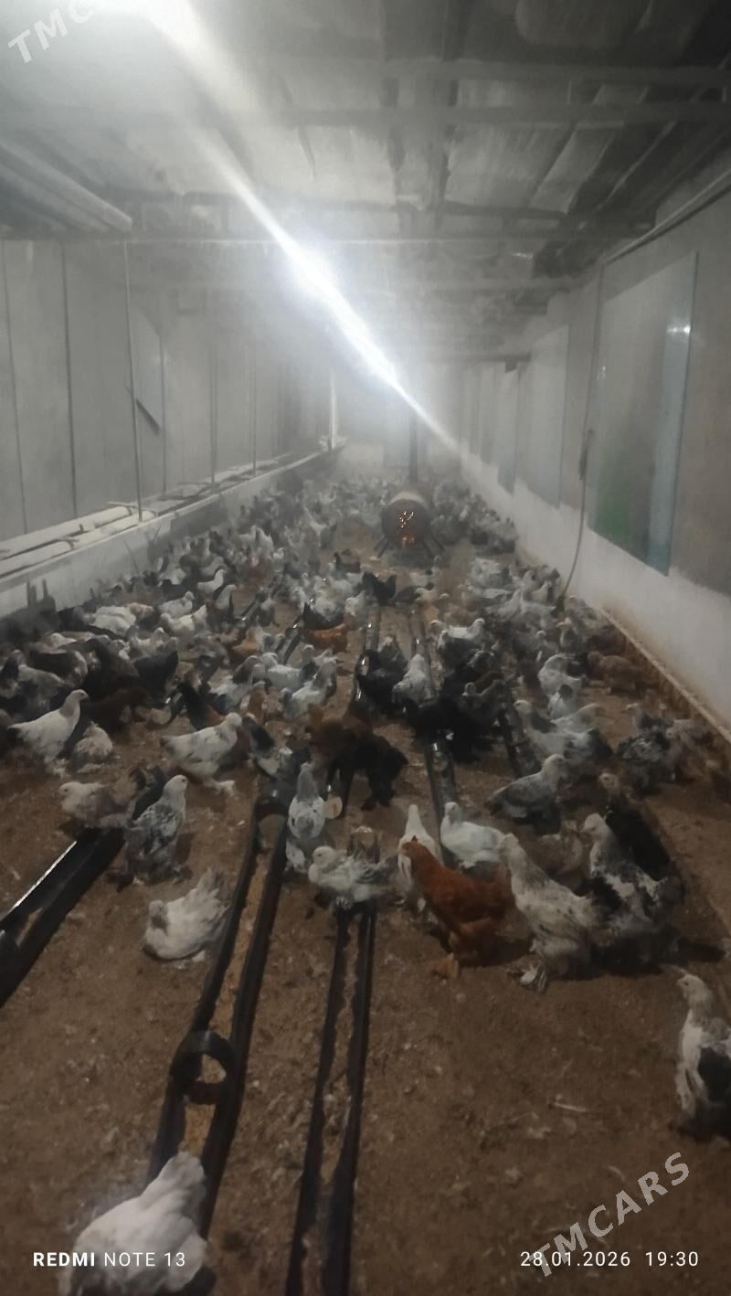 balkli towk juje - Gökje - img 1