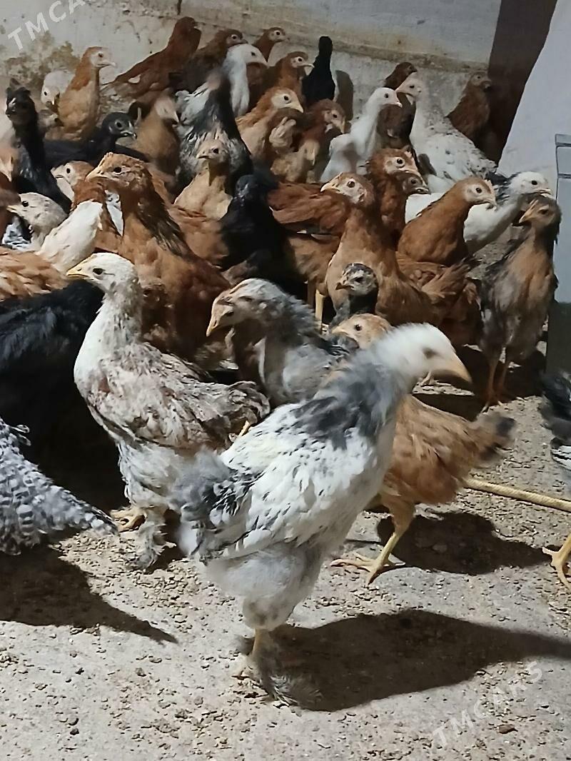 jüje - Aşgabat - img 1