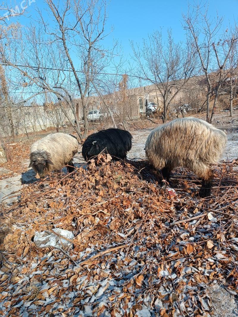 koçkar - Дашогуз - img 1