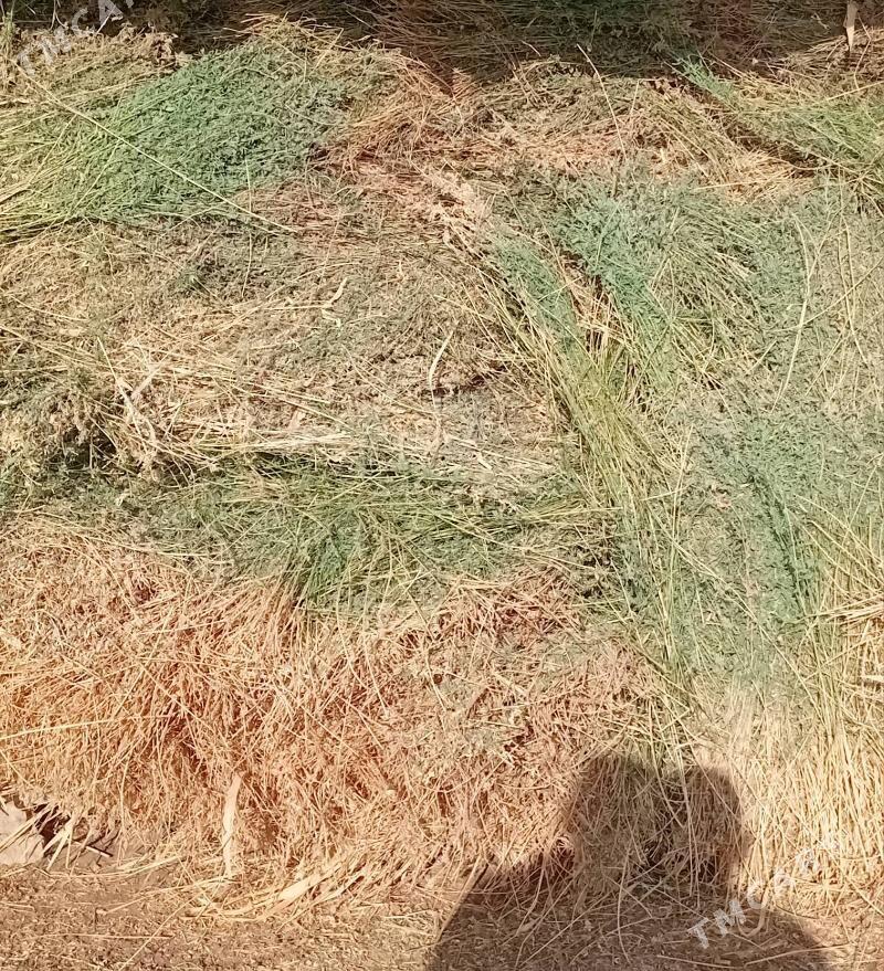 Gülli ýorunja - Garabekewül - img 1