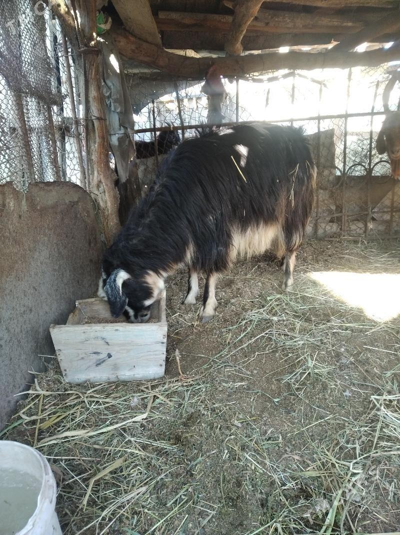 geçi we serke - Фарап - img 1