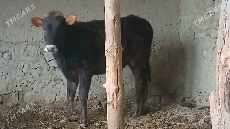 SWES TUWE - Бахарден - img 1