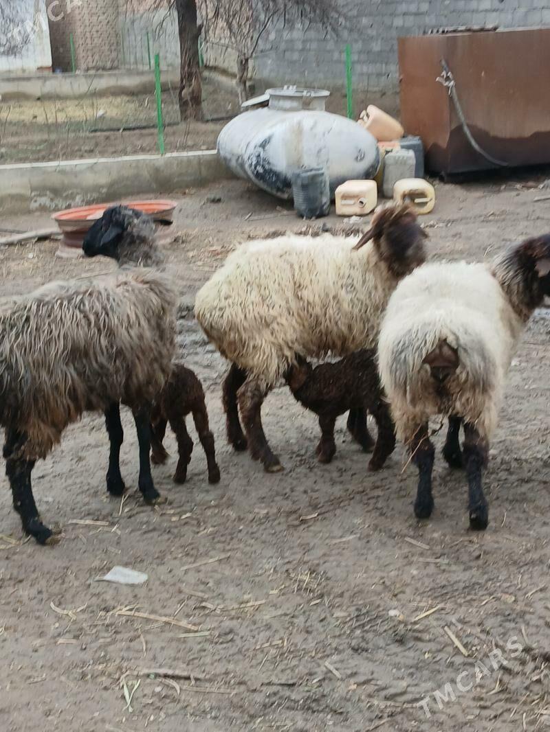 ekiz. guzly. goýun - Бахарден - img 1