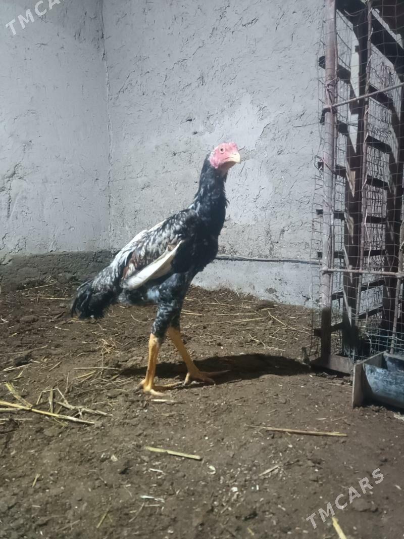 horaz - Дашогуз - img 1