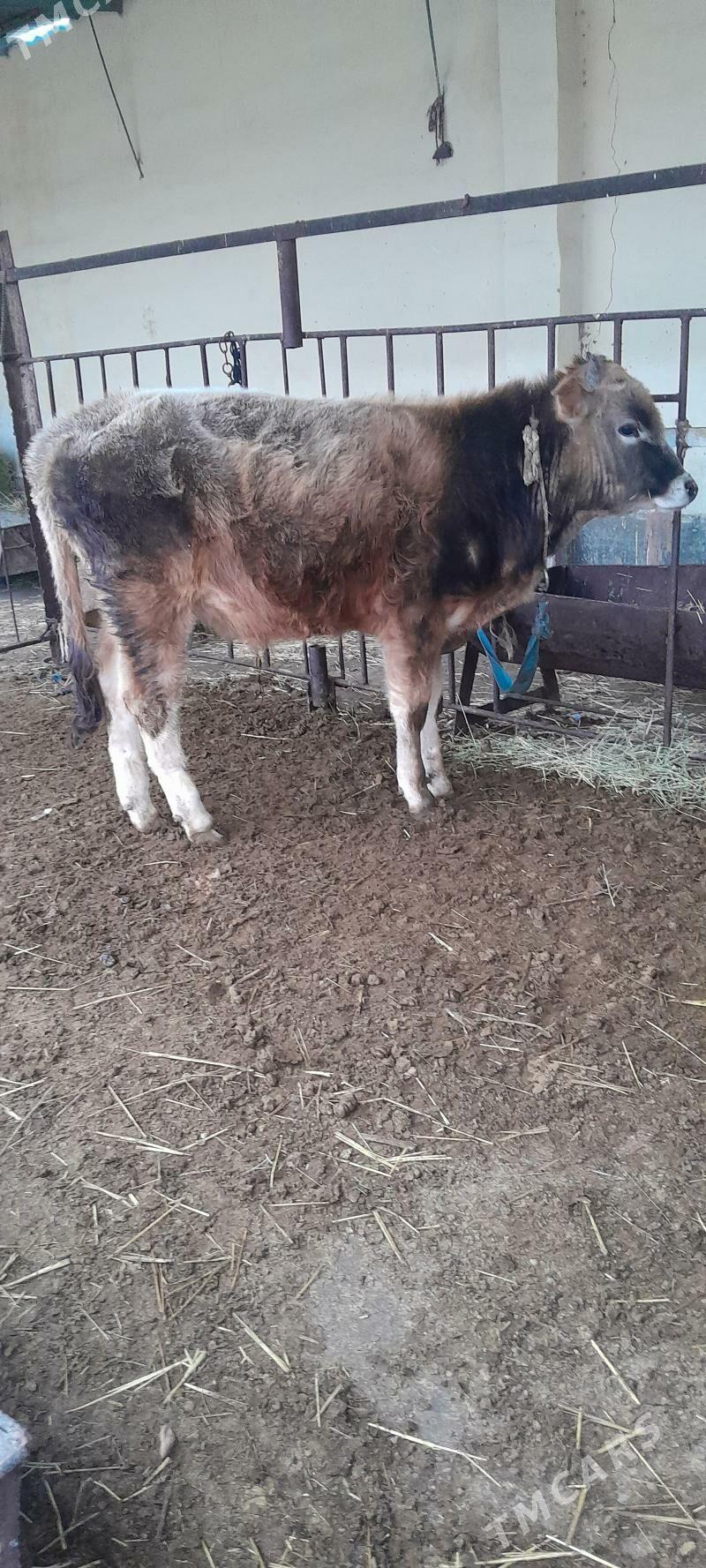 şwes öküz - Бахарден - img 1